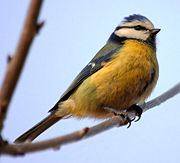 Perching on a branch