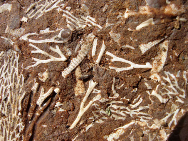 Image:OilShaleFossilsEstonia.JPG