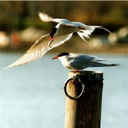 Two Arctic Terns