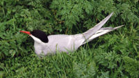 A nesting Arctic Tern at Farne Islands, Northumberland, England.