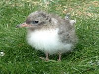 An arctic tern chick on the Farne Islands, Northumberland, England.