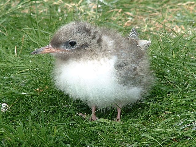 Image:Arctic tern (Sterna paradisaea) chick.jpg