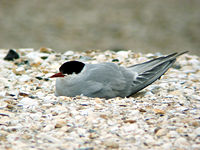An Arctic Tern up close
