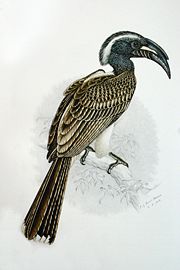 Tockus nasutusadult male