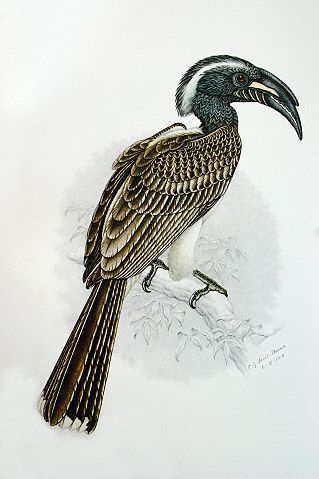 Image:Tockus nasutus00.jpg