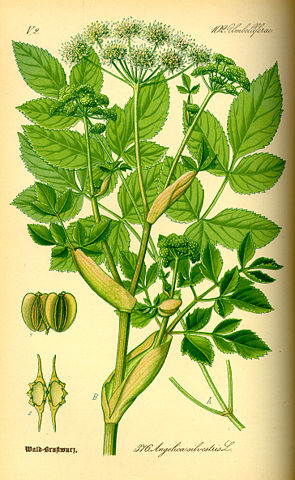 Image:Illustration Angelica silvestris0.jpg