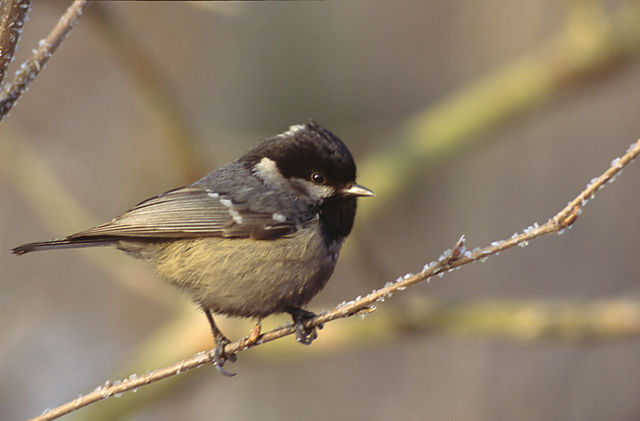 Image:Parus ater 2 (Marek Szczepanek).jpg