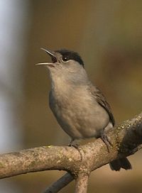 Adult male