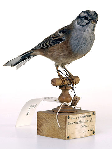 Image:Rock Bunting.jpeg