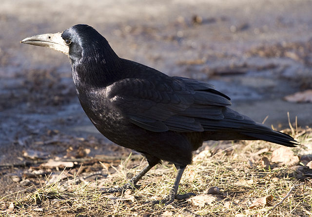 Image:Corvus frugilegus 2.jpg