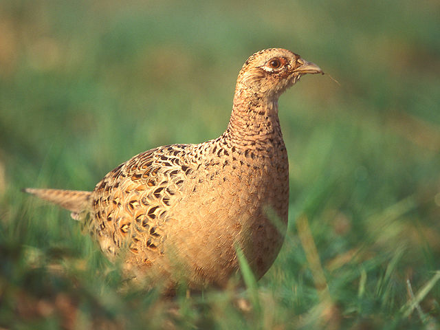 Image:Phasianus colchicus 4 hen (Lukasz Lukasik).jpg