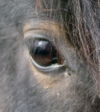 A horse's eye