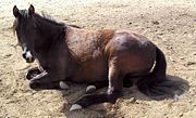 Horses need to lie down occasionally, and prefer soft ground for a nap.