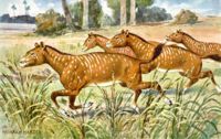 Mesohippus, an ancestor of the modern horse