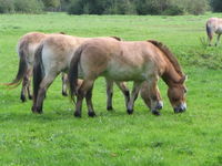 Przewalski's Horse, the last surviving wild horse species