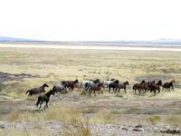 Free-roaming mustangs (Utah, 2005)