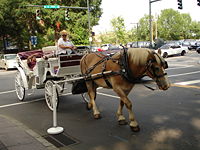 Horses used for carriage rides