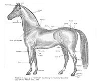 Parts of a horse