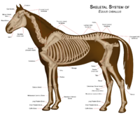 Morphology and Locomotive System of a Horse