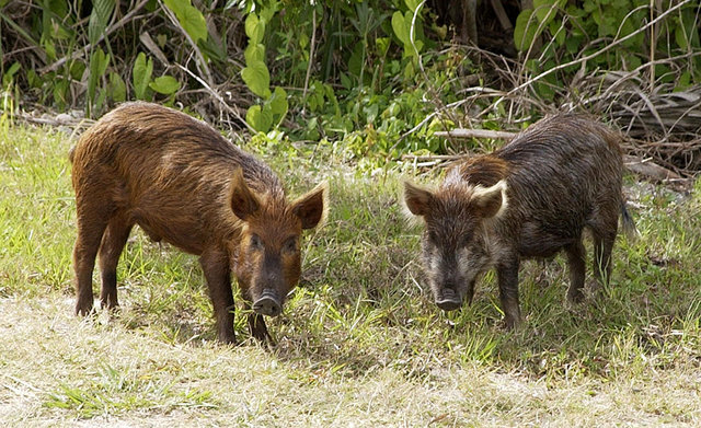 Image:Wild Pig KSC02pd0873.jpg