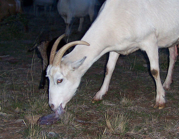 Image:Mother eating placenta.jpg