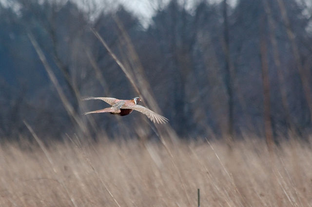 Image:Pheasant 3858.jpg