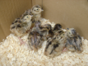 Chicks about 1 hour after hatching