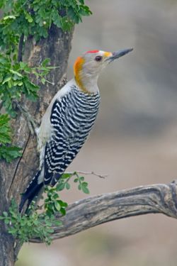 Golden-fronted Woodpecker,  Melanerpes aurifrons