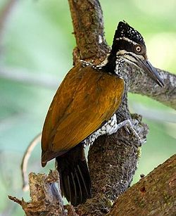 Female Western Ghats Greater Flameback, Chrysocolaptes lucidus socialis