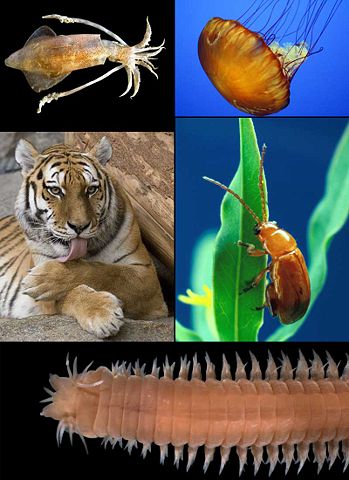 Image:Animalia diversity.jpg