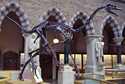 Struthiomimus skeleton in the Oxford University Museum of Natural History.