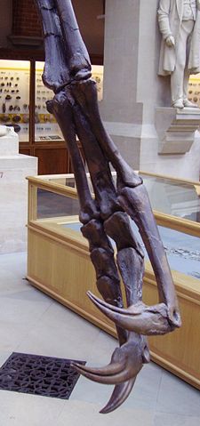 Image:Struthiomimus sedens manus.JPG