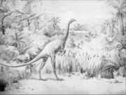 An early restoration of Struthiomimus altus.