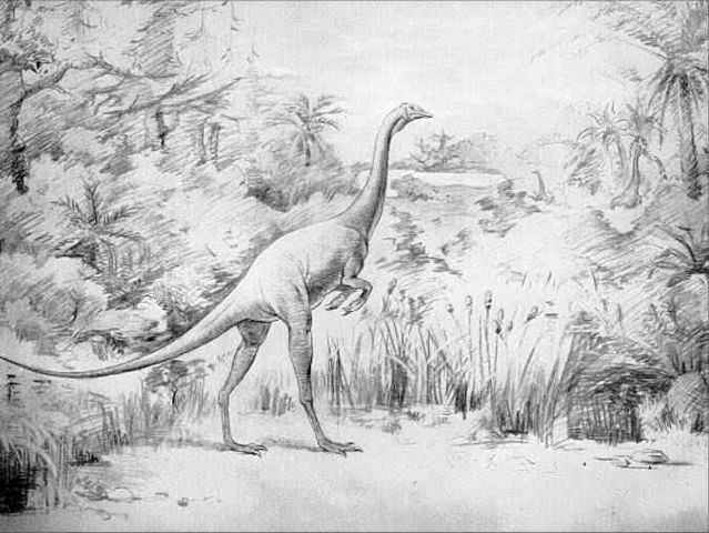 Image:Struthiomimus.jpg