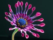 This Osteospermum 'Pink Whirls' is a successful cultivar.