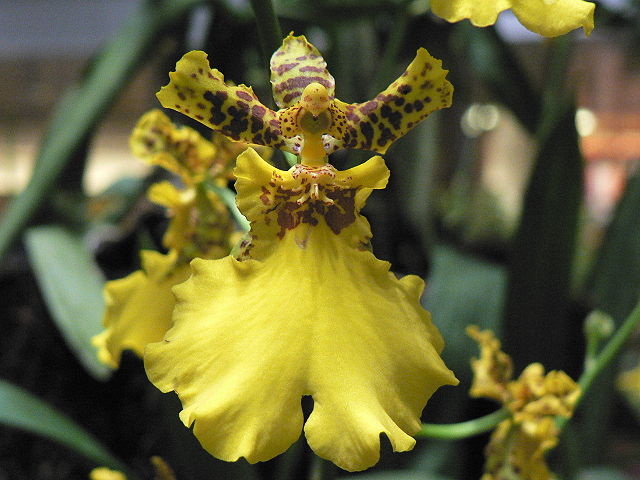 Image:Airport orchid.JPG