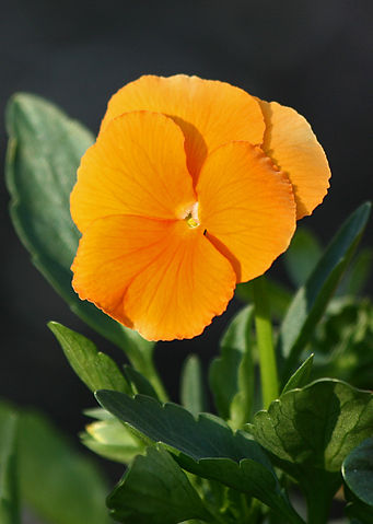 Image:Viola x hybrida 'Clear Crystals Apricot', SC, Vic., 15.9.2007.jpg