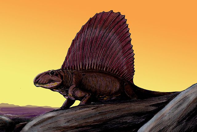 Image:Dimetrodon8DB.jpg