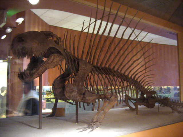 Image:Dimetrodon.jpg