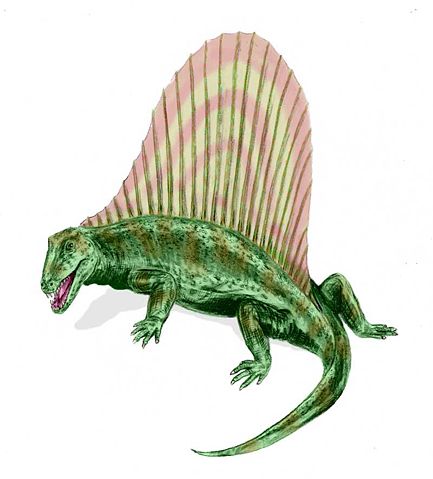 Image:Dimetrodon BW.jpg