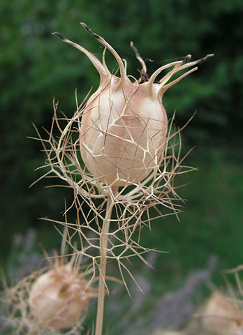 Image:Nigella arvensis fruit.jpg