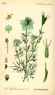 Painting of Nigella arvensis