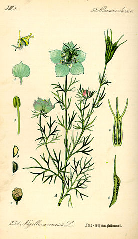 Image:Illustration Nigella arvensis0.jpg