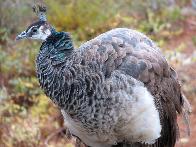 Image:FemalePeacock 001.jpg