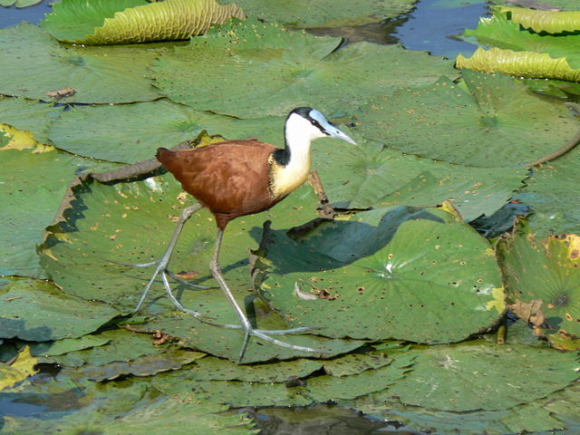 Image:African Jacana (Actophilornis africana).jpg