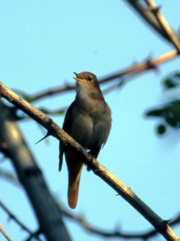 Image:Luscinia megarhynchos Istria 01.jpg