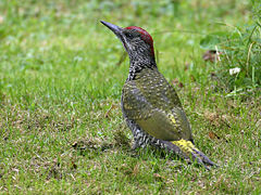 A juvenile