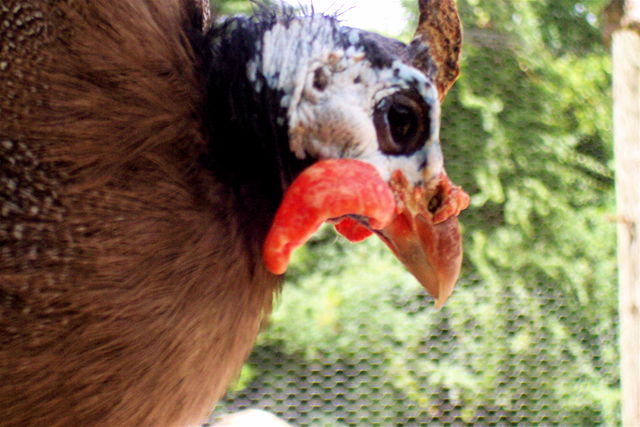 Image:Guinea fowl eye.jpg