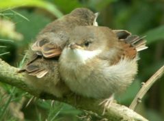 Fledglings. Note conspicuous chestnut in wings.