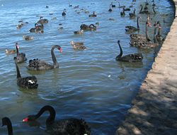 Black Swans gather on East Basin, Lake Burley Griffin .